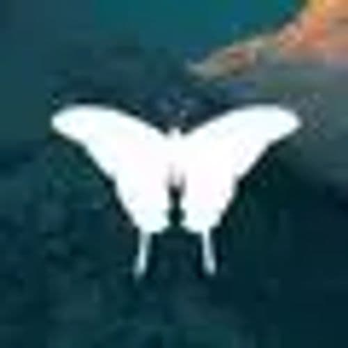 88 BUTTERFLY | ZATTERO SEASIDE BAR