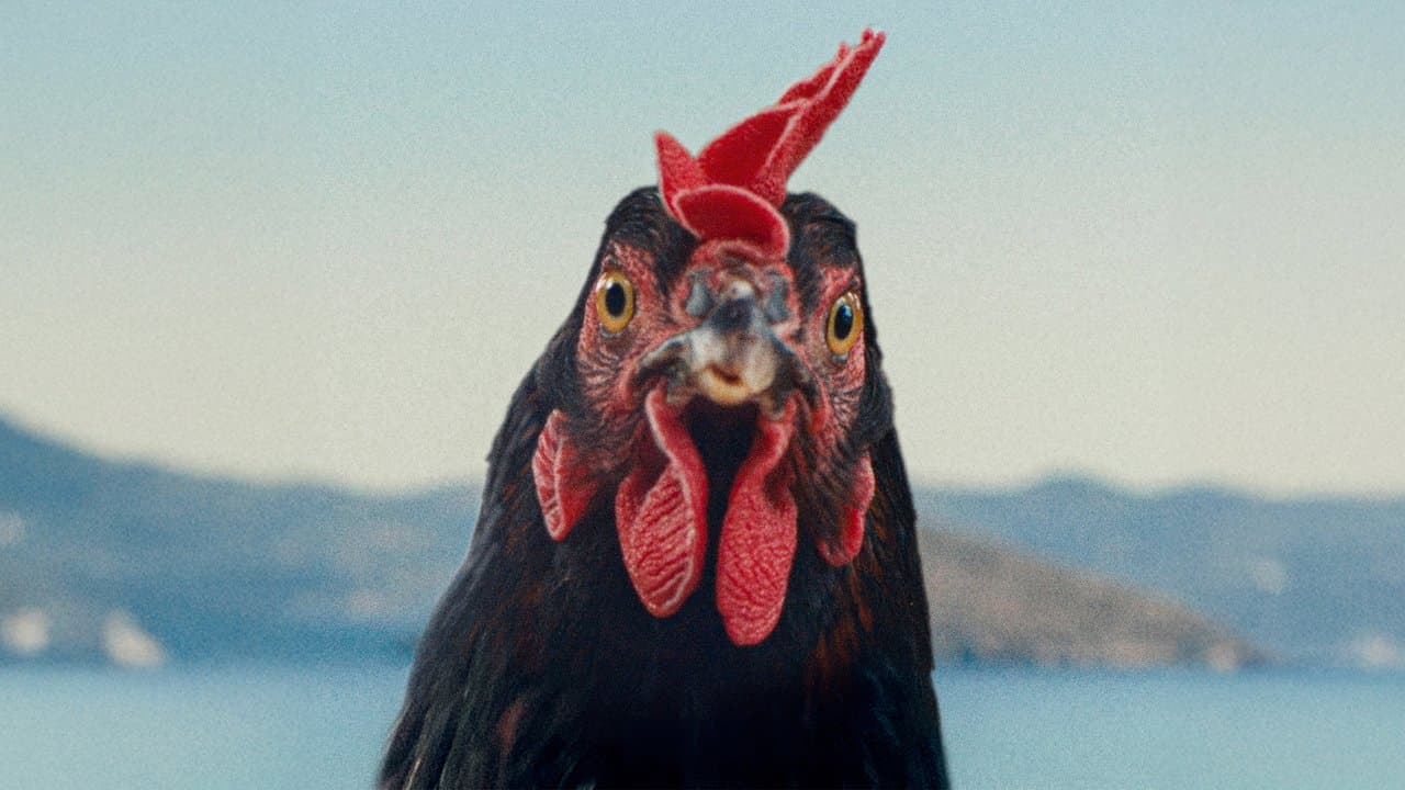 Κότα